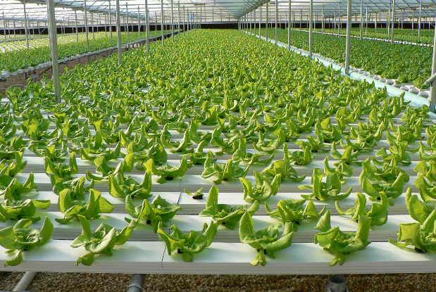 Hydroponics Supplies – Basic Information for Hydroponic Growers