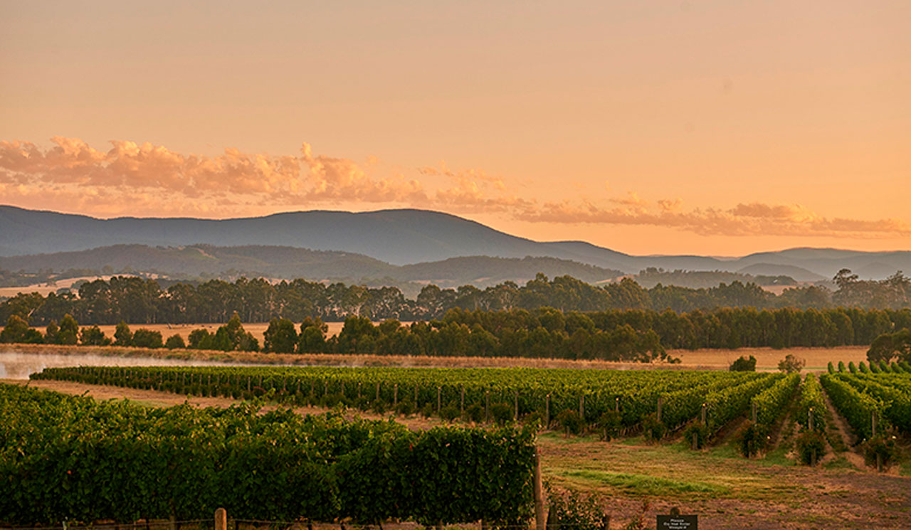 Explore the Yarra Valley Wine Region in Victoria Australia