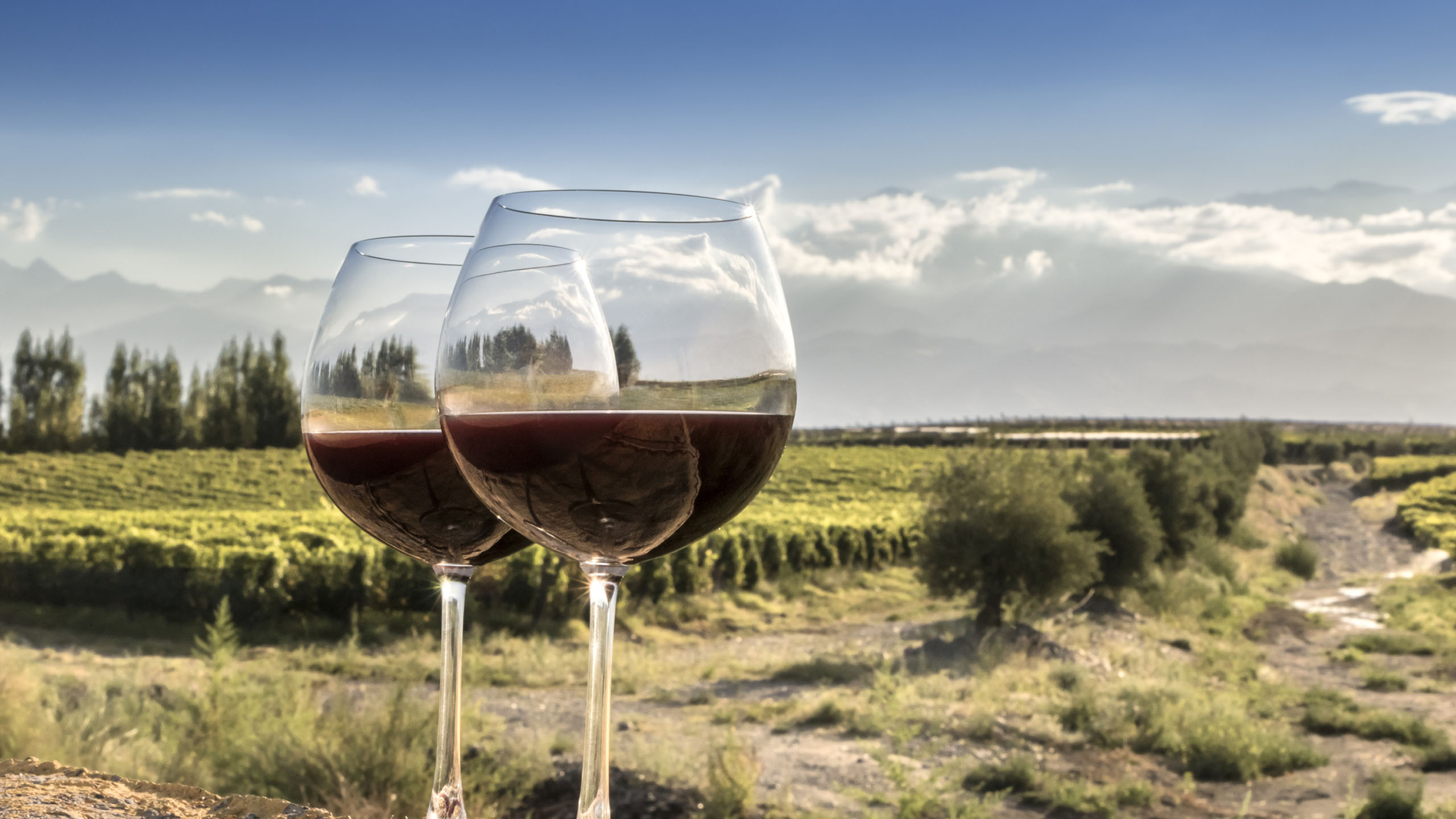 Barossa Wine Tours – Thoroughly Enchanting Outing