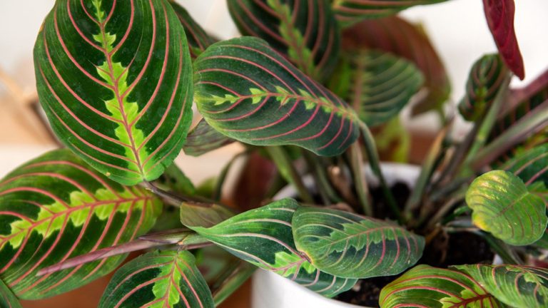 Maranta Leuconeura