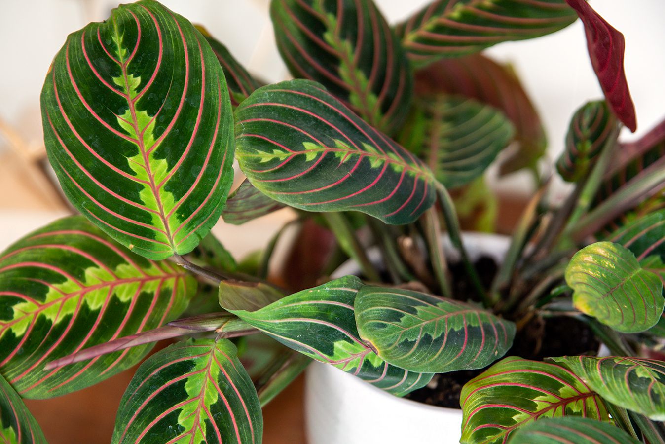 Prayer Plant and Its Behaviour