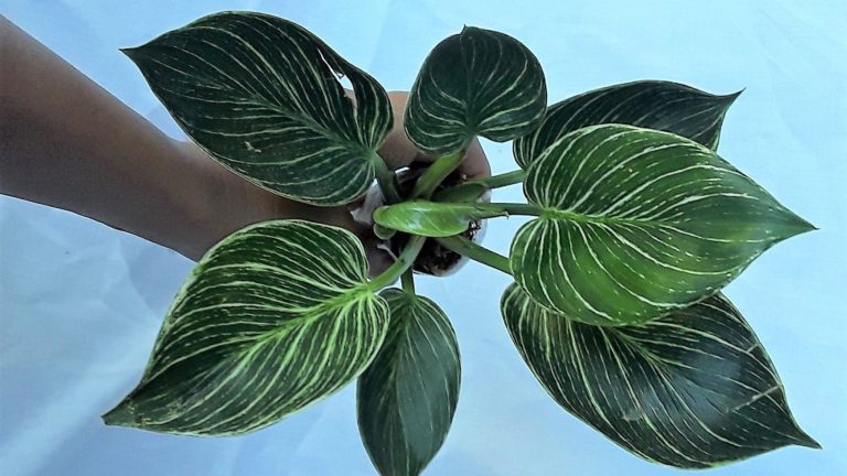 Philodendron Birkin for sale